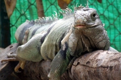 Lizard 1