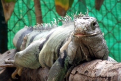 Lizard 2