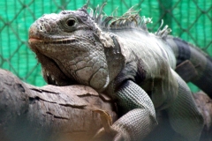 Lizard 3